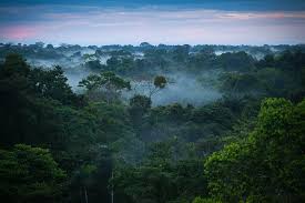 Amazon Forest 2